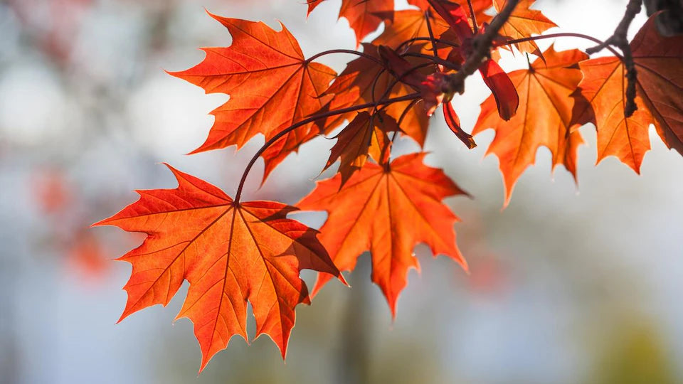 QUE PLANTER DANS SA SERRE EN AUTOMNE ?